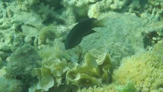 Feeding selectivity of the damselfish Pomacentrus trilineatus at the northern red sea [upl. by Flosser385]