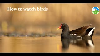 How to Watch Birds  webinar recording [upl. by Dumond]