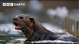 Amazing Otter Moments  BBC Earth [upl. by Ayinat19]