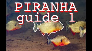 PIRANHA Guide I PYGOCENTRUS PYGOPRISTIS PRISTOBRYCON and CATOPRION [upl. by Eelatan755]