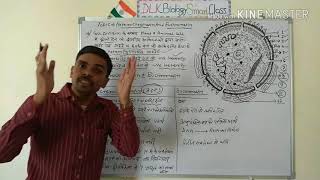 Heterochromatin And Euchromatin In Hindi [upl. by Cosme]