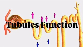 Tubules Function Excretory system PCT DCT HENLE LOOP COLLECTING DUCT [upl. by Allemaj312]