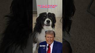 Eating Dogs amp Cats  Aussie Reacts to Trump [upl. by Enirehtac]