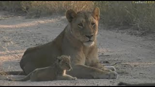 Safari Live  The Nkuhuma Pride on drive this morning with a new Cub June 06 2017 [upl. by Eibo]