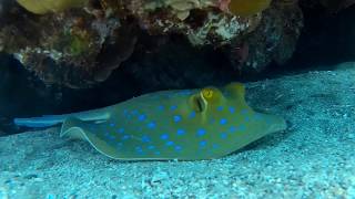 Bluespotted Ribbontail Ray  Red Sea [upl. by Maclaine]