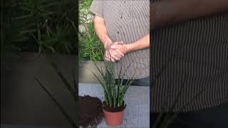 Conseils jardinage Sansevieria bacularis Fernwood mikado Entretien et arrosage plante verte [upl. by Lambart624]