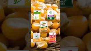 मक्का की टॉप पांच किस्में। Top Five Seed Varieties Of Corn 🌽 [upl. by Anerec984]