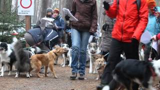 MAZOWIECKA LIGA DOGTREKKINGU  I ANDRZEJKOWE ZAWODY NA MAZOWSZU 28112015 [upl. by Onairam680]