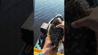 Brackish Water Flat Fellow Flounder fishing fish ytshorts shortvideo shorts fyp foryou yt [upl. by Stilwell]