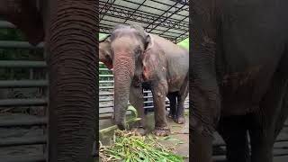 In Loving Memory Of Kanoon  Forever in Our Hearts amp Our Guiding Light  Unchained Elephants [upl. by Gaspard]