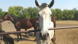 These curious and sociable horses Part 6 [upl. by Eihtak]