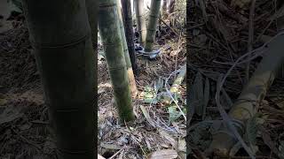 Electric Bamboo🎍 Cutting bamboo satisfying diy [upl. by Rosner]