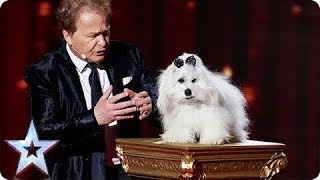 Marc Métral and THE TALKING DOG  SemiFinal 4  Britains Got Talent [upl. by Ellenaj814]