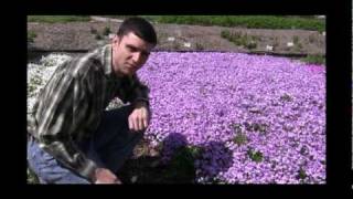 How to Grow and Care for Phlox Video [upl. by Aerdnwahs]