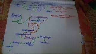 bilirubin formation and RBC degradation in simplest words [upl. by Sansen]