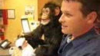 Axtell Expressions quotHandsfreequot Chimp Puppet Motel Monkey [upl. by Jarl266]