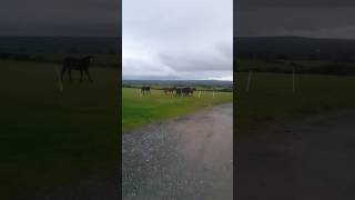 Horses on the field in Ireland [upl. by Enitnatsnoc]