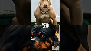 Rottweiler vs pitbull dog fighter dog pitbullvs germanvsrottwiller doberman rottweiler ￼ [upl. by Ruiz404]