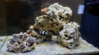 Fluval EVO 135G52L  Cycle Completed Adding Livestock [upl. by Kostival]