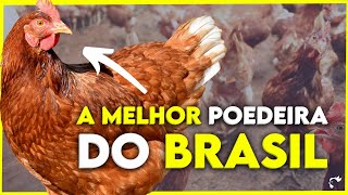 EMBRAPA 051 a melhor POEDEIRA do Brasil [upl. by Ettedualc771]