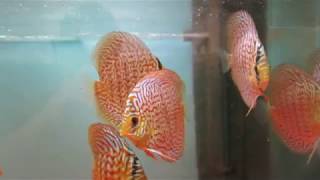 Discus leopard German Wonder from Stendker [upl. by Markman]