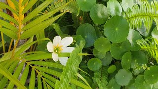 Hydrocotyle Verticillata Care and Propagation  Not Gotu Kola  Garden Unboxing  Correction [upl. by Quintana954]