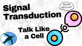 Basic Signal Transduction Ligands and Receptors [upl. by Ilzel]