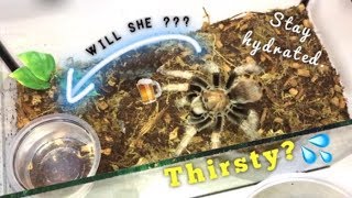 Do TARANTULAS really DRINK WATER  How QampA [upl. by Akihsal]