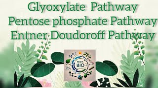 Glyoxylate Pathway Pentose Phosphate Pathway and EntnerDoudoroff Pathway [upl. by Yesnil]