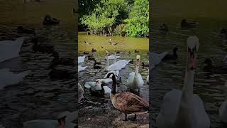 📍 Winsford Marina Rilshaw Meadows  Cheshire [upl. by Alyahsal512]