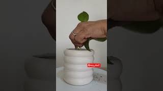 Money plant growing in small planter  shorts ytshorts shortsfeed moneyplant [upl. by Quintilla668]