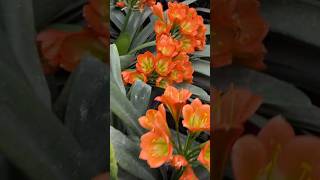 Bronze heritage clivia flower collection [upl. by Ierdna]