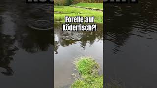 Forelle auf Köderfisch 😱 👉 100 angeln forellenangeln raubfischangeln [upl. by Hardman]