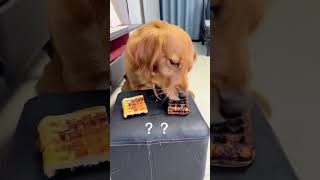 Hahaha 🤣🤣🤣🤣 doglover pets viralvideo shorts puppy love beautiful puppy [upl. by Elleivap]