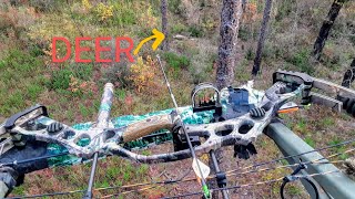 DEER HUNTING Florida Bow Season Public Land [upl. by Artemus469]