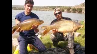 Carpfishing siciliano  Lago Santa Rosalia e Ogliastro [upl. by Yerfoeg]