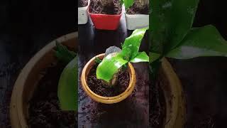 how to propagate dracaena 100 successful easy way  soil less in an water  dracaena propagate [upl. by Dick219]