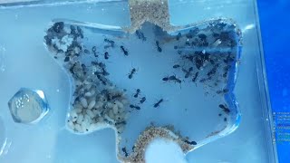 A healthy Lasius Niger colony in an Acrylic nest TimeLapsevideo [upl. by Nalepka]