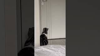 Cat meowing to attract cats cuteanimals cutecats funnycatsfunnyanimals [upl. by Alyce]