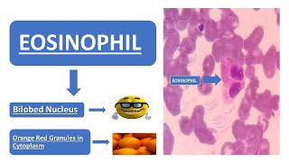 Eosinophil  Simplified Explanation  Doodle Animation  Images [upl. by Spooner]