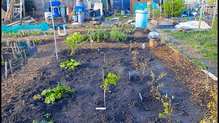 Allotment Gardening 2024 April Update [upl. by Sidwohl]