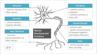 Diagram  Neuron Structures and Functions  Cell Body Axon Myelin Sheath Dendrite [upl. by Coplin4]