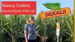 Dekalb seed plot varieties SW Iowa [upl. by Ycinuq]