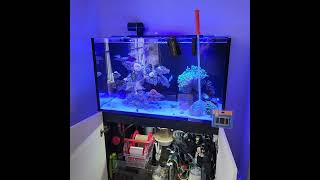 Red Sea 250 Reefer G2 update Esp 8 Algae scrappers [upl. by Ayhtin]