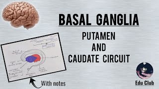 BASAL GANGLIA  Caudate And Putamen Circuit  Clinical Dysfunction  QNAPG [upl. by Ayote]