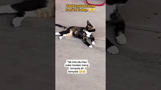 Kucing lucu lagiviral cat funny kitten [upl. by Siloum488]