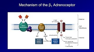 Antiarrhythmics Lesson 3  Beta Blockers [upl. by Launce]