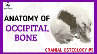 Occipital Bone Anatomy  Cranial Osteology 9 [upl. by Gally862]