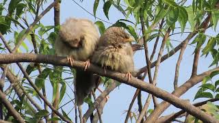 Jungle Babbler 28 10 24 S M Ali Rd 2 [upl. by Bartlet]