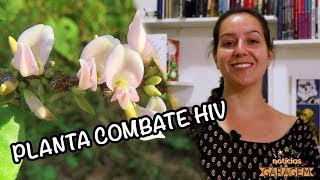 Planta combate HIV  Notícias da Garagem [upl. by Liatris]